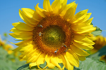 Beautiful sunflower with a bees, close-up shot