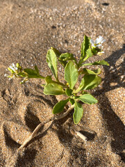 American searocket, Caquillier &eacute;dentul&eacute; - Cakile edentula, Brassicaceaa, Brassicac&eacute;es