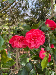 Camellia sasanqua - Camélia d'automne   - Camélia fleur de thé - camélia de noël