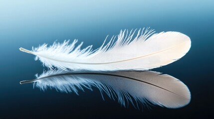 Obraz premium Delicate White Feather on Calm Water Surface