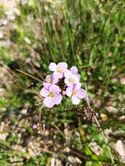 Fototapeta premium Cuckoo flower, Lady's smock, Mayflower, Milkmaids, Cardamine des prés, Cresson des prés - Cardamine pratensis - Brassicacées, Brassicaceae