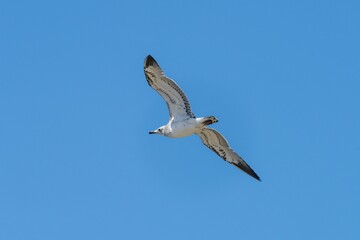 Obraz premium Pallas's gull soaring in a blue sky, wings spread wide, showcasing the beauty of flight and freedom
