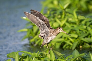 Pin-tailed snipe with outstretched wings perched on lush green foliage near a water body.