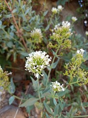 Red valerian, Jupiter's beard, Centranthe rouge, Lilas d'Espagne, Valériane rouge - Centranthus...