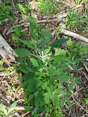 Obraz premium Lambs quarters, melde, goosefoot, wild spinach, Chénopode blanc, Ansérine blanche - Chenopodium album - Amaranthaceae, Amaranthacées