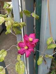 Italian leather flower, Purple clematis, Virgin's bower, Clématite bleue, Clématite petite vigne - Clematis viticella - Ranunculaceae, Renonculacées