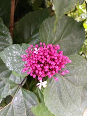 Clerodendrum Bungei - Rose Glory Flower - Clérodendron fétide, Clérodendron de Bunge - Lamiaceae - Lamiacées