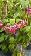 Java Glory Vine, Red Bleeding Heart, Cl&eacute;rodendrons hybride - Clerodendrum &times; speciosum - Lamiaceae, Lamiac&eacute;es