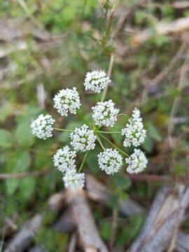 Pignut, Conopode d&eacute;nud&eacute; - Conopodium Majus - Apiaceae, Apiac&eacute;es