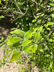 Fototapeta premium Flowering dogwood, Cornouiller à fleurs d'Amérique, Bois de chien - Cornus florida - Cornaceae, Cornacées