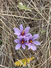 Saffron crocus, Safran, Crocus cultivé, Crocus à safran - Crocus sativus - Iridaceae, Iridacées