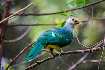 The wompoo fruit dove (Ptilinopus magnificus) is one of the larger fruit doves native to New Guinea and eastern Australia.
 It has purple plumage around its neck, chest and upper belly. 