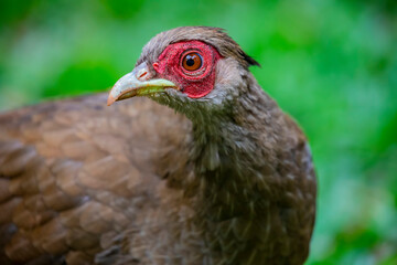 the closeup image of female silver pheasant (Lophura nycthemera), a species of pheasant found in forests, mainly in mountains, of mainland Southeast Asia, and eastern and southern China,