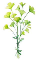 Obraz premium ginkgo leave illustration