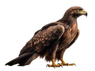 Obraz premium Majestätischer Adler