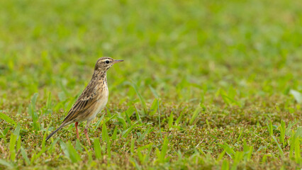 Fototapeta premium Paddyfield Pipit Bird in Penang Island Malaysia.The paddyfield pipit or Oriental pipit[2] (Anthus rufulus) is a small passerine bird in the pipit and wagtail family. 