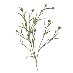 Fototapeta premium Delicate Wildflowers isolated on white background