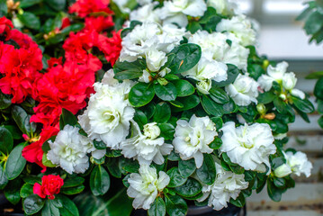 white azalea on a green natural background