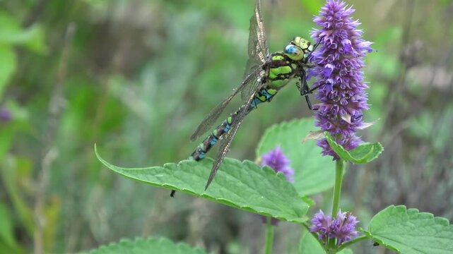 dragonfly Libelula in the wind on an anise lofant flower