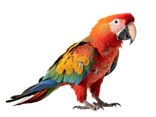 Fototapeta premium Leuchtender Papagei