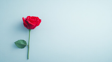 red rose on a blue background. 