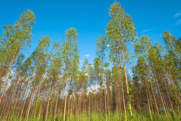 Eucalyptus trees, Eucalyptus forest plant along the road in countryside of Thailand