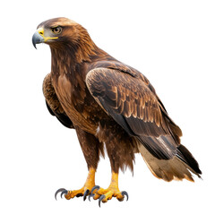 Obraz premium Majestic Golden Eagle in Stunning Detail on a white background.