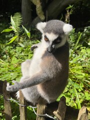 lemur on tree