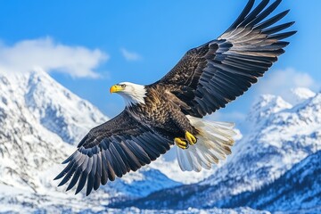 Obraz premium Majestic bald eagle soaring over snowy mountain peaks