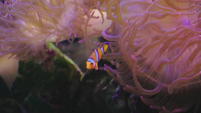 Clownfish swimming in an Anemone fish tank.

Clownfish or anemonefish are fishes from the subfamily Amphiprioninae in the family Pomacentridae