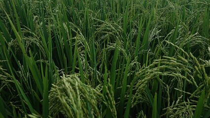 Fototapeta premium green rice plants in a field, with bundles of ripe rice grains bending under their weight. Lush foliage fills the frame, capturing the natural growth phase before harvest