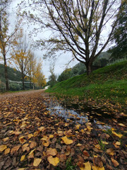 Naklejka premium Penacova Portugal, Autumn on the banks of the Mondego River