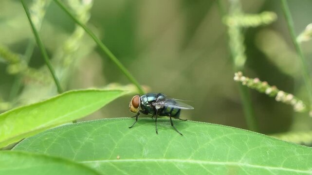 Calliphora vomitoria fly on green leaf in backyard.