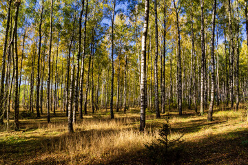 Obraz premium Kolorowa jesień w brzozowym zagajniku, Podlasie, Polska
