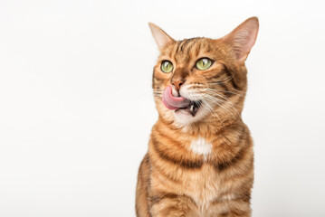 Contented ginger cat licks.