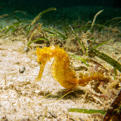 A yellow seahorse at a muck dive in Puerto Galera in the Philippines