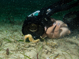 A close-up photo of a yellow seahorse in front of a camera lens on a muck dive in Puerto Galera, Philippines.