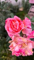 Fototapeta premium Pink fall roses