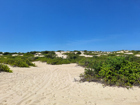 sand dunes and bushes