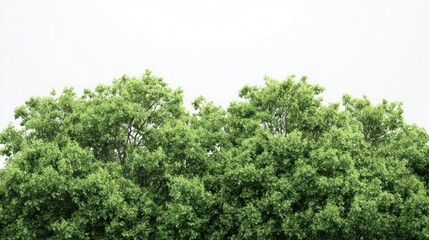 Lush Green Trees Against Soft Sky