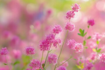 Fototapeta premium Lively false saw wort flowers flourish in a blooming meadow, photographed with gentle focus and generous area for text