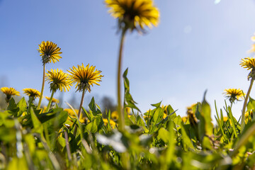 blooming yellow dandelions in the spring in the field