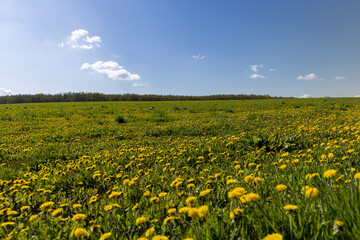 Fototapeta premium blooming yellow dandelions in the spring in the field