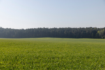 Fototapeta premium illuminated by sunlight green blades of cereal in spring