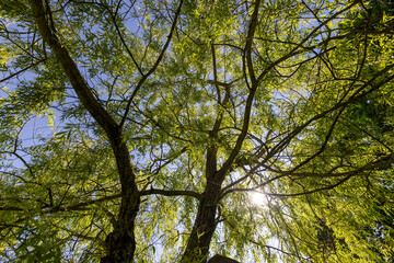 deciduous willow tree in spring