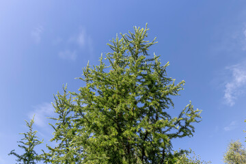 Obraz premium green larch needles on a blue sky background