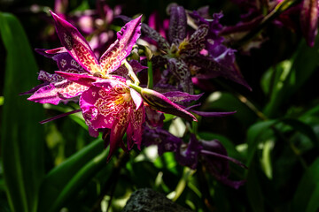 Flower in Chenshan Botanical Garden, Songjiang District, Shanghai, China