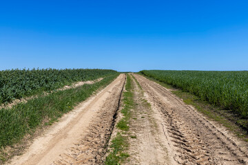 Fototapeta premium part of the road in the field for agricultural transport