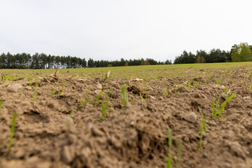 green wheat in cloudy weather in spring