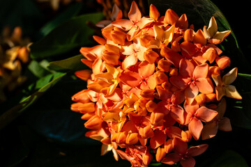 Flower in Chenshan Botanical Garden, Songjiang District, Shanghai, China